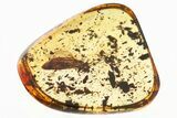 Detailed Fossil Caddisfly (Trichoptera) In Baltic Amber #328209-1